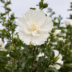 Ibištek sýrsky (Hibiscus syriacus) ´Gandini van Aart´®- výška 120-130 cm, kont. C5L - NA KMIENKU